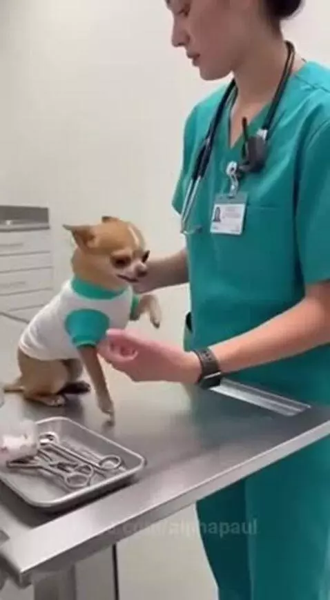Chihuahua dog in a shirt stands on hind legs holding a CGI gun at a vet.