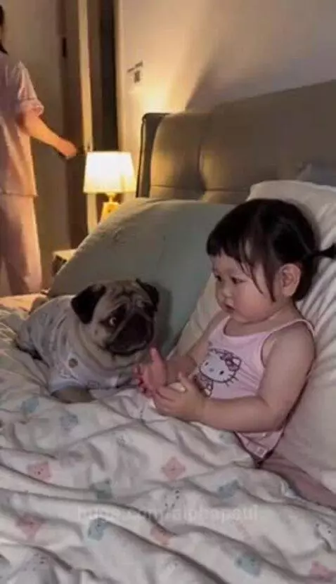 Child in Hello Kitty top comforts a pug in pajamas, who is crying after a phone is taken away.