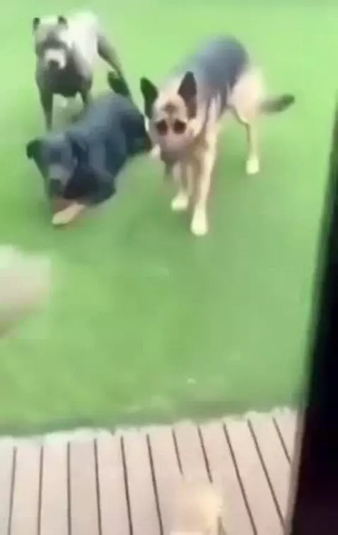 A small chihuahua standing on a deck looking up at three large dogs on the grass.