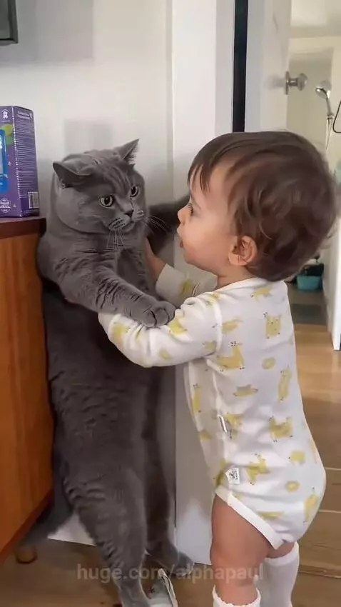 Toddler in a patterned onesie gently holding a large grey cat's paws, with the cat looking at the baby.