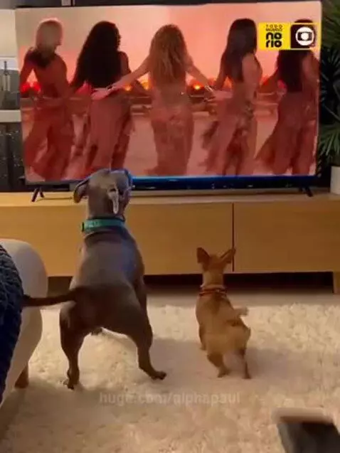 Two dogs, one grey and one tan, stand on hind legs watching Shakira perform on a television screen.