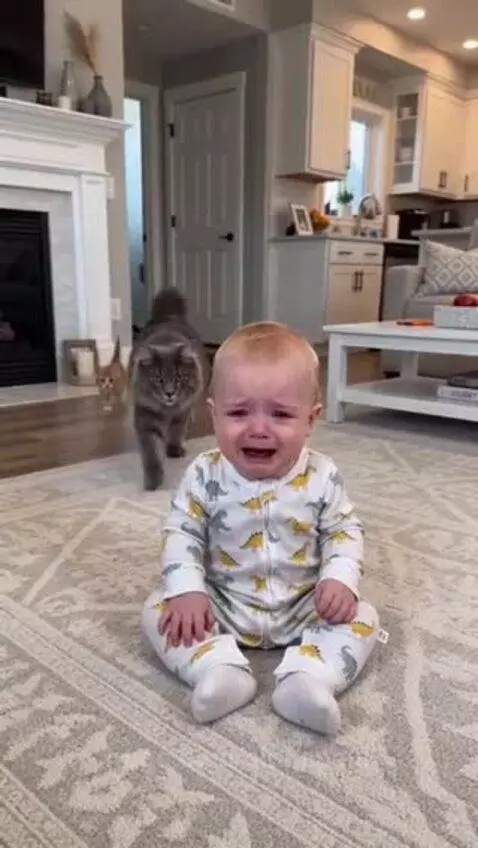 A crying baby stops crying and smiles as a grey tabby cat and orange kittens nuzzle and surround them on a rug.