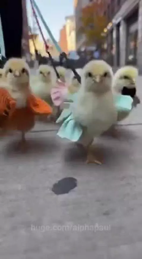 Fluffy yellow baby chicks wearing colorful outfits walk on a city sidewalk, held by leashes.