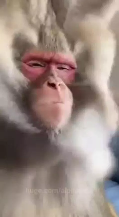 Small monkey holds hairdryer, blowing hair off a larger monkey's head, revealing a bald spot.