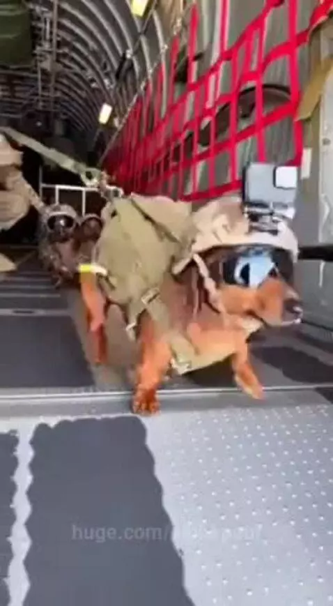 Dachshunds in military helmets and vests suspended mid-air by parachutes after jumping from a plane.