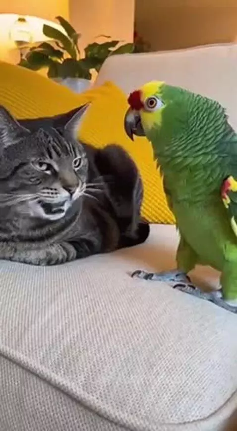 Tabby cat lies on a couch, looking confused as a green and yellow parrot stands on the couch lecturing it.