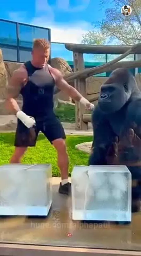 Muscular man and gorilla stand by ice blocks, gorilla prepares to punch.
