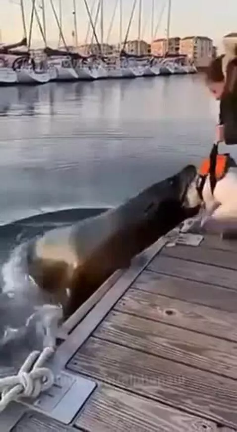 A small white dog on a wooden dock is lunged at by a sea lion emerging from the water.