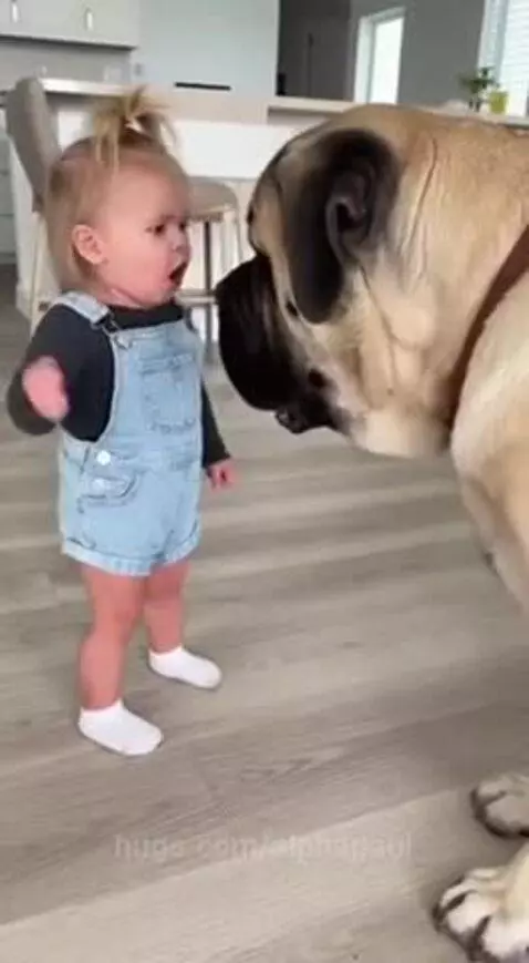 Toddler in denim overalls playfully scolding a large Mastiff dog for taking her crackers.