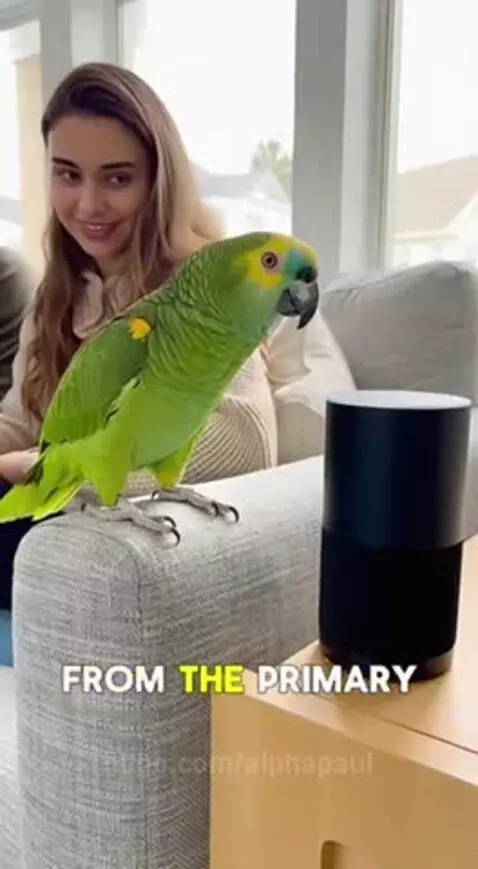 A green parrot sits on a couch behind a woman and tells Alexa to order pizza, then makes a joke.