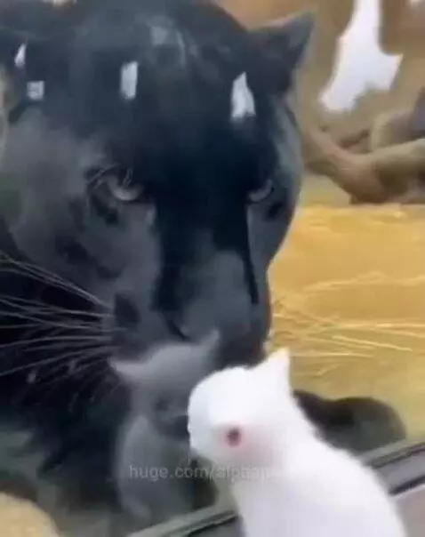 A black panther gently carrying a small white kitten in its mouth.