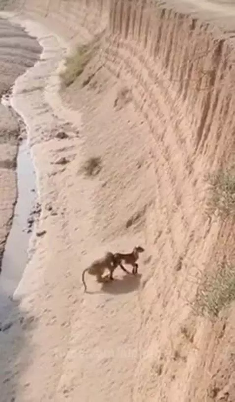 Monkey gently pushing a small baby goat from behind to help it climb a steep sandy hill next to a stream.