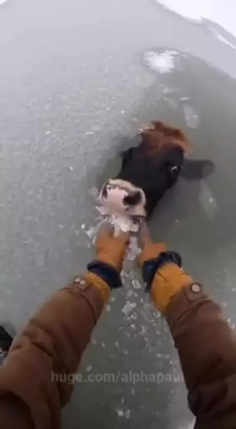 Farmer breaking ice with axe to free a cow stuck in a frozen pond during a snowstorm.