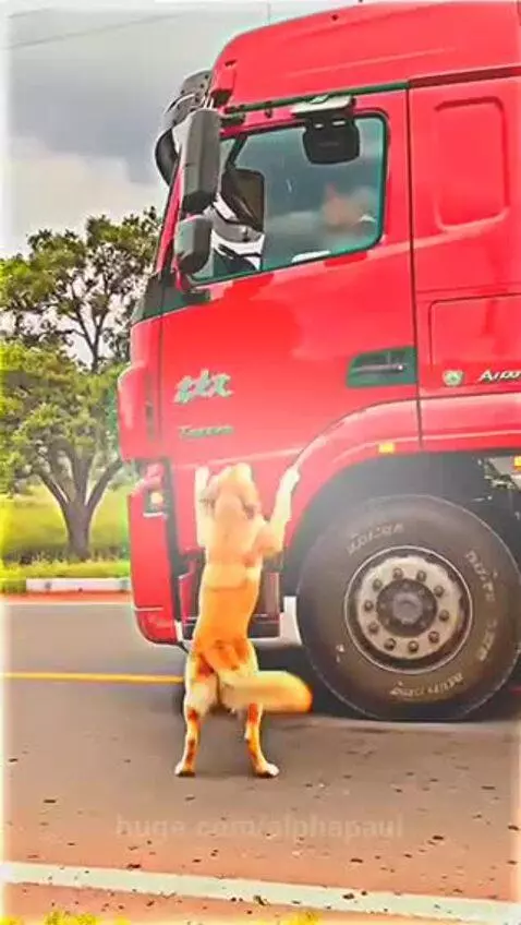 Truck driver climbing a ladder to rescue a puppy from hay bales on a moving truck.