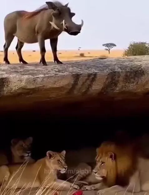 A warthog drops an object that explodes, creating a dust cloud around resting lions.