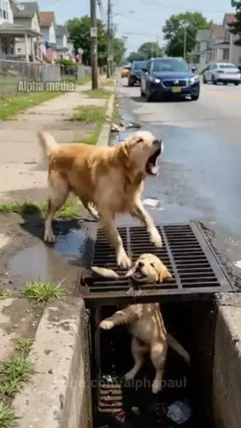 Man rescues a golden retriever puppy stuck head-first in a storm drain grate.