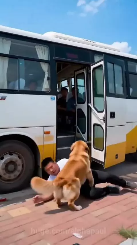 Golden retriever dog confronting a man holding a duffel bag on a bus, with passengers looking on.