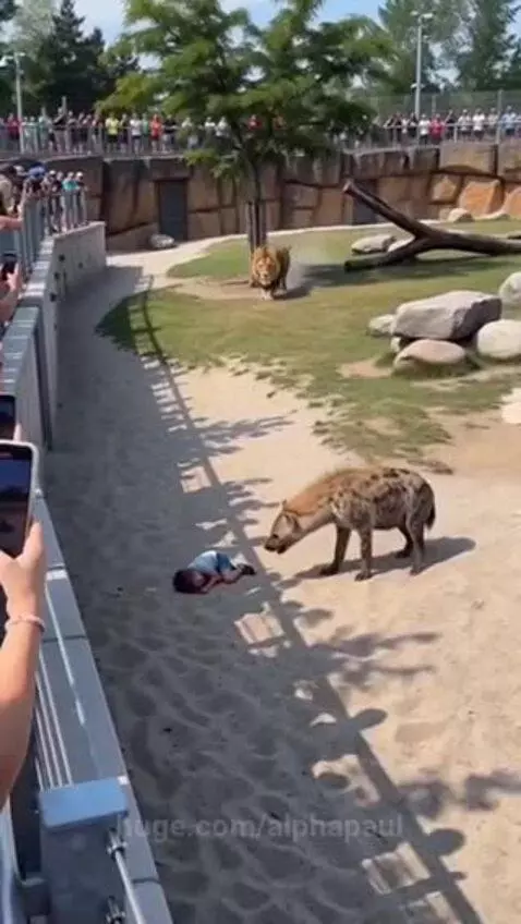 Lion stands protectively over a child-sized dummy in a zoo enclosure, with a hyena nearby.