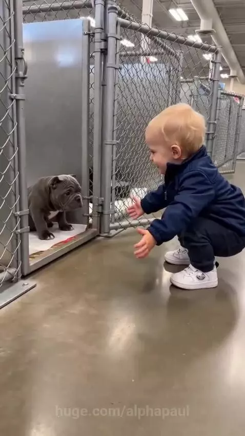 Baby in blue jacket squatting, reaching out to a small grey puppy in a kennel.