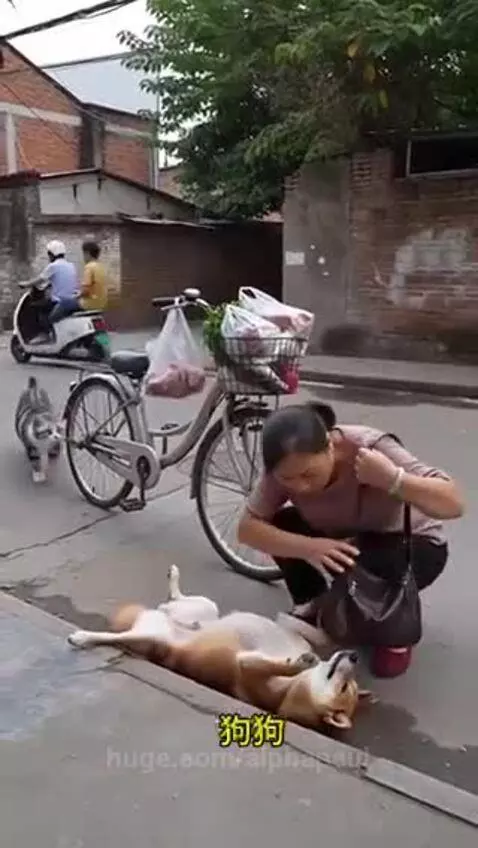 A dog pretends to be injured while a cat steals groceries from a bicycle.