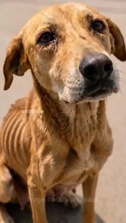 Nurse offering food to an emaciated dog with a flower, later seen with her puppies.