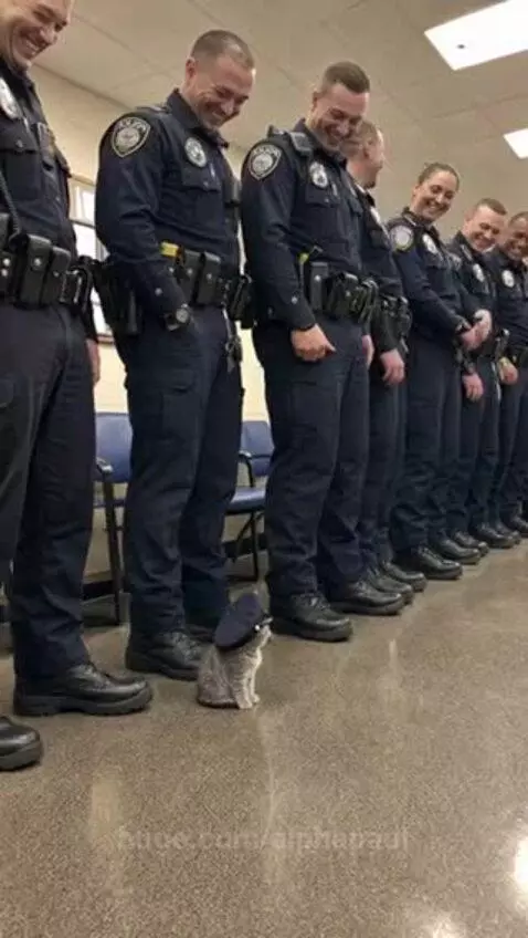 Police officers in uniform smiling down at a small tabby cat wearing a miniature police hat.