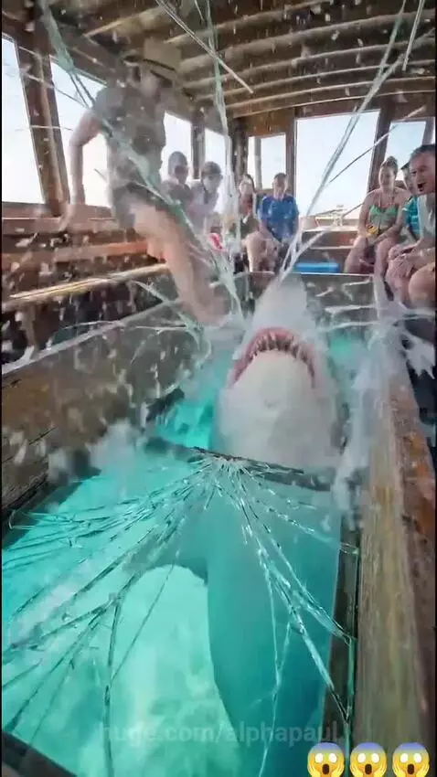 Woman on glass-bottom boat as shark lunges upwards through breaking glass, causing panic.