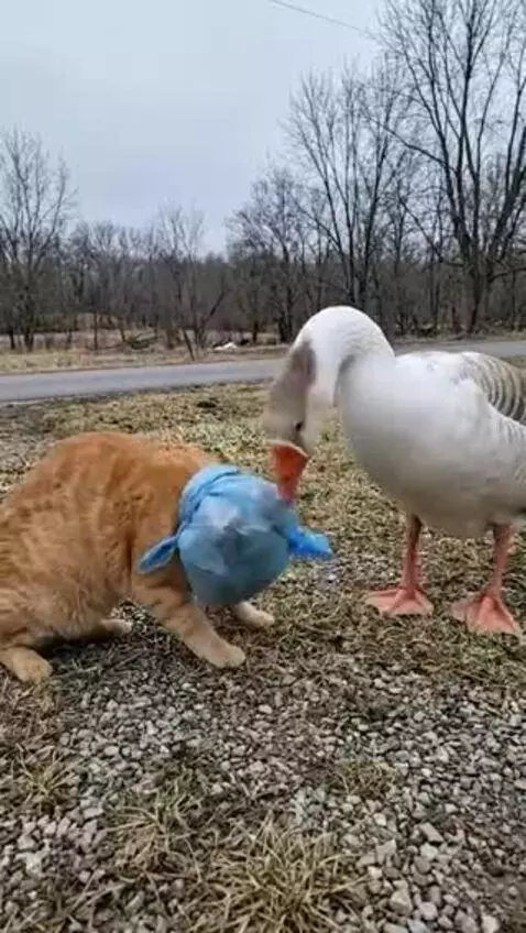 Animal helping each other so cute to see😁 by alphapaul