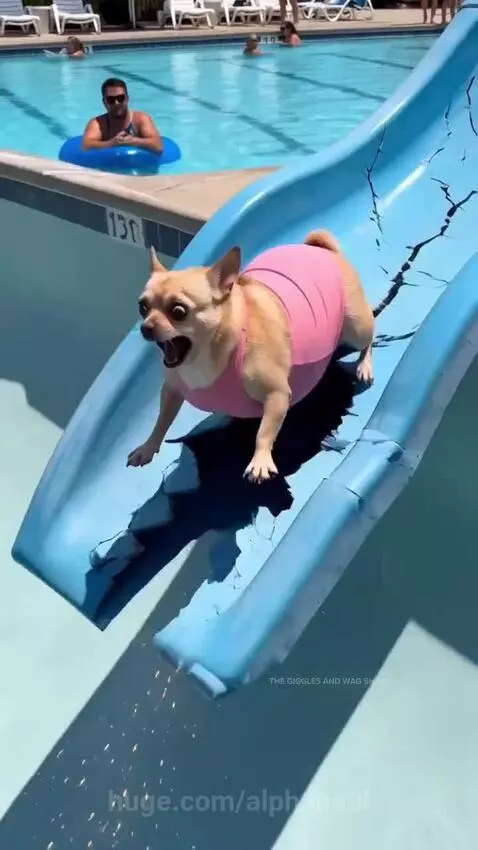 Two small chihuahua dogs wearing swim attire going down a water slide and splashing into a pool.
