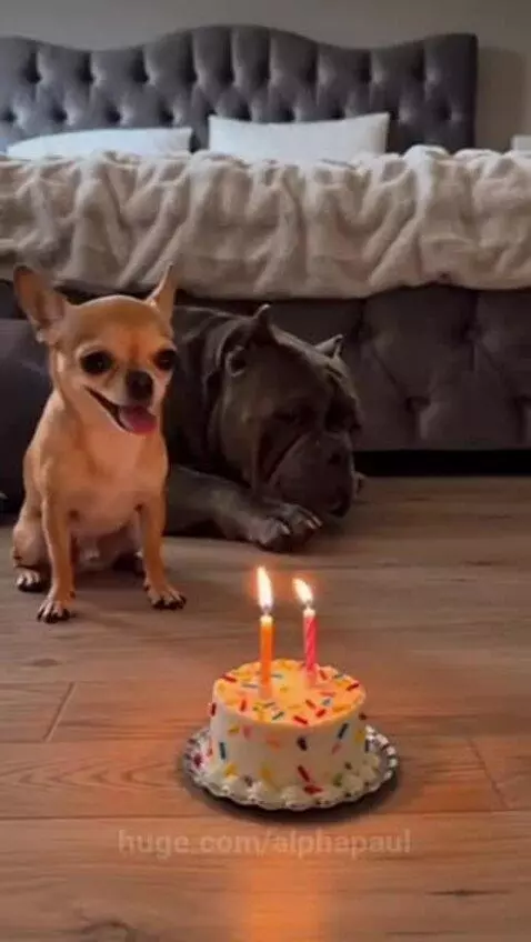 Chihuahua and bulldog celebrating a birthday, with the bulldog's fart extinguishing candles on a cake.