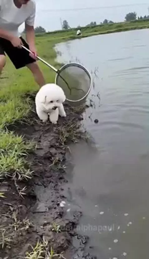 A fluffy white dog proudly holds a fish in its mouth by a muddy pond, after catching it for its owner.