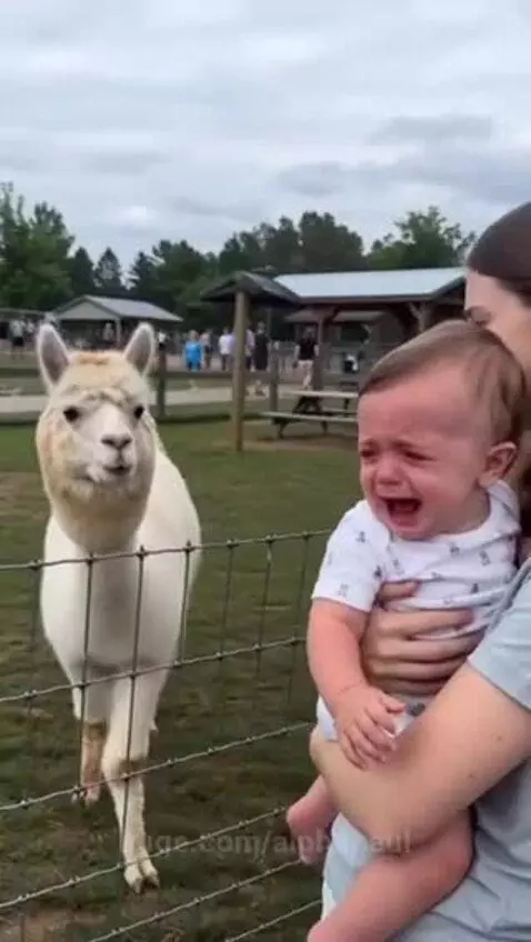 Woman holding a baby who is laughing joyfully at an alpaca standing behind a fence.