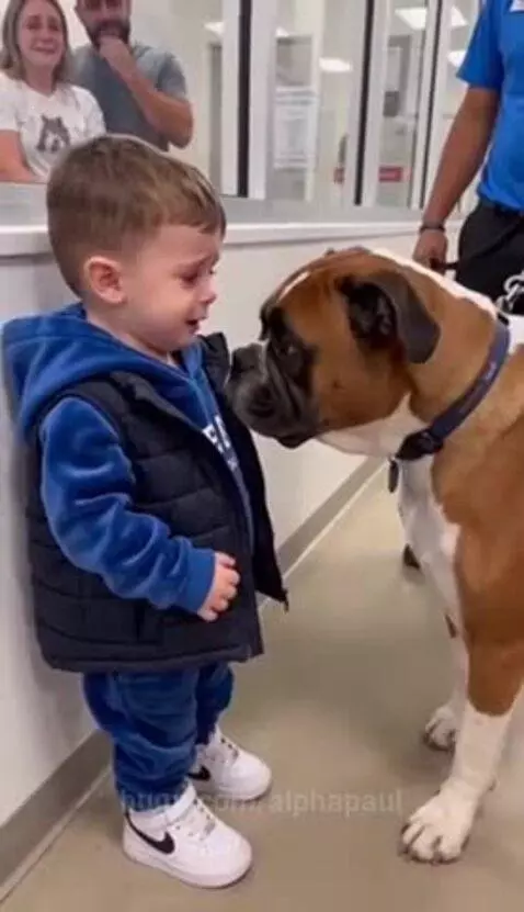 Young boy in blue tracksuit hugging a brown and white boxer dog, both appearing emotional.