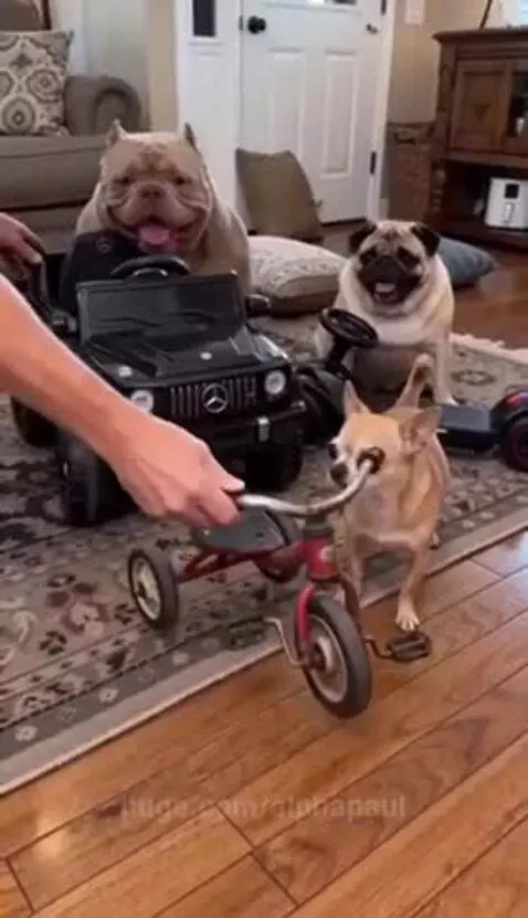 Three dogs of different breeds sitting in and on toy vehicles like a car, hoverboard, and tricycle.