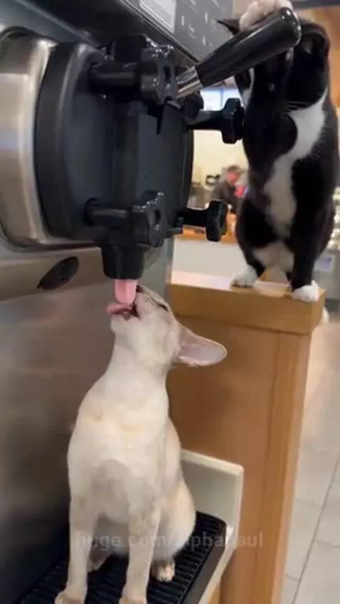 Two cats, one light-colored and one black and white, operating a soft-serve ice cream machine and eating ice cream.