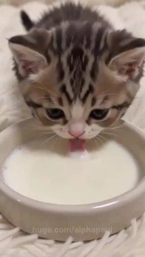 A small tabby kitten with large eyes drinks milk from a beige bowl while sitting on a white blanket.