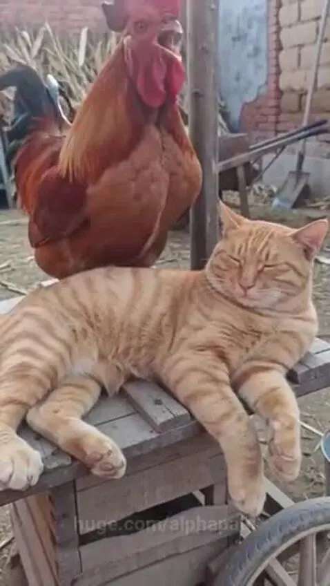 An orange tabby cat sleeping outdoors is startled awake by a loud rooster crowing nearby.