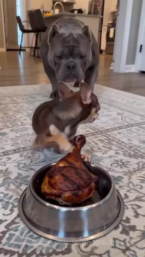 A small chihuahua barking at a large American Bully dog near a bowl of food.