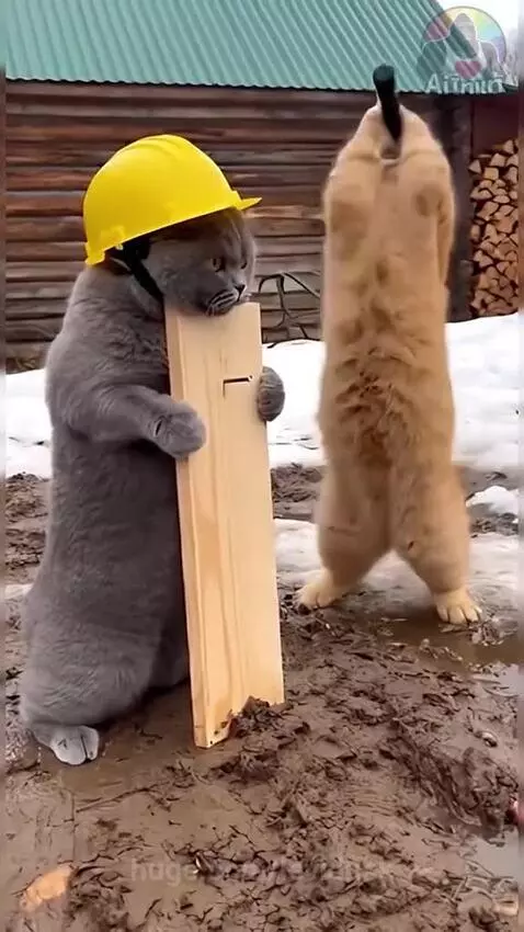 I  couldn't have taken 4. A valid crashout by levidusk