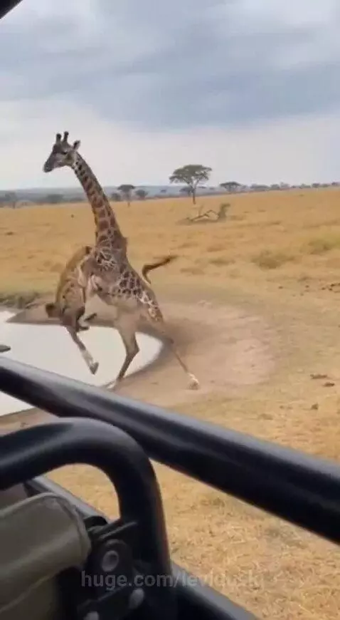 A giraffe kicks a hyena away from its leg near a watering hole during a safari.