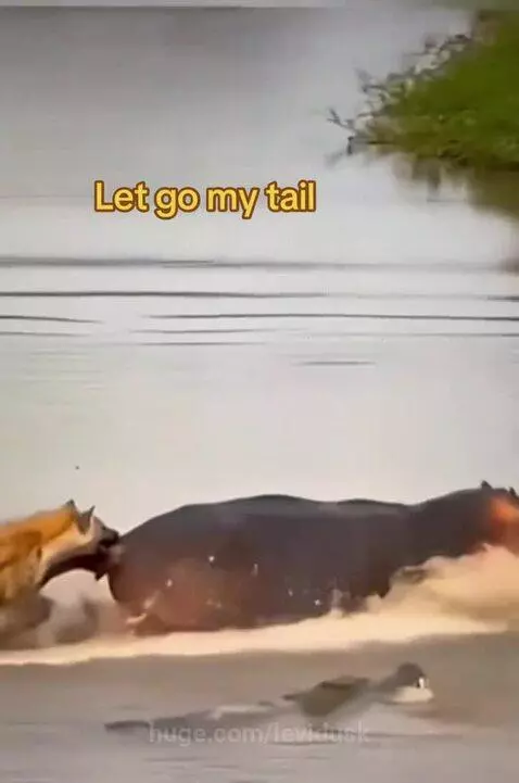 A hippo struggling in the water as crocodiles and a hyena attack its tail and hindquarters.