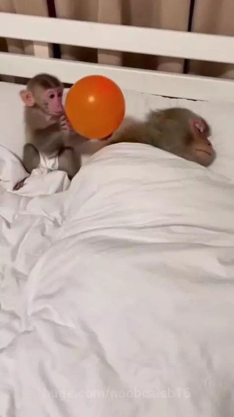 Stubborn monkey by noobcaleb16