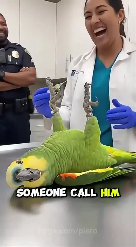 This parrot scares me by piero