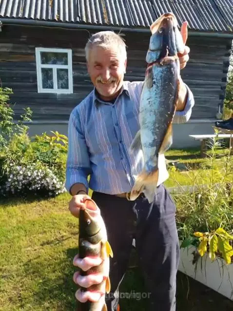 Fishes like pies by igor