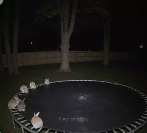 Bunnies Jumping on a Trampoline by ziik