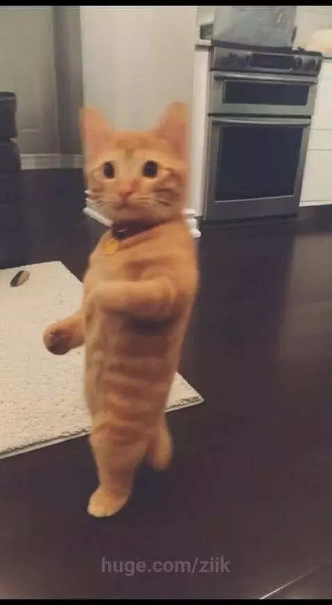 Dancing kitten is back by ziik