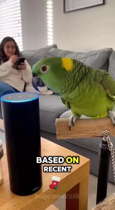 Parrot roasting Alexa by ziik