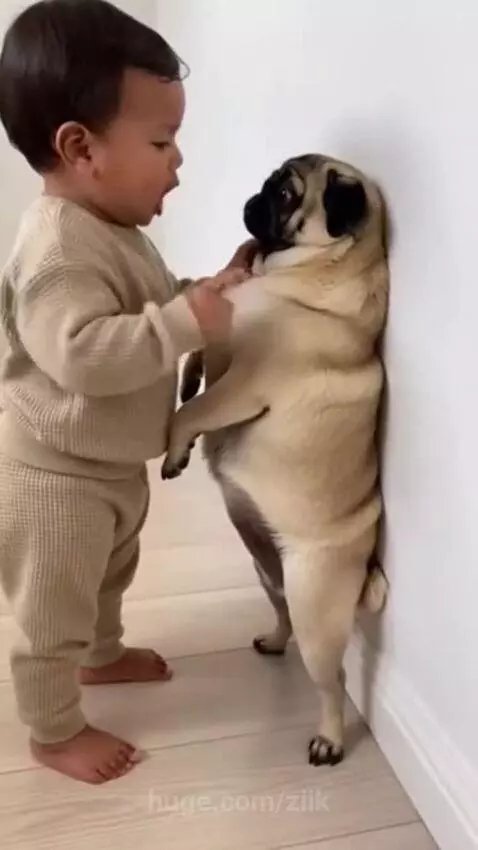 No more barking Bruno 😂 by ziik