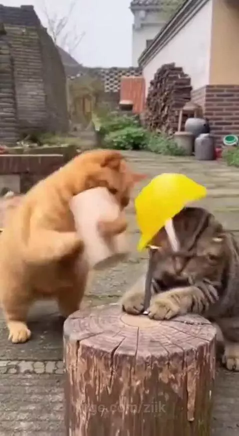 Never trust orange cats 😅😭 by ziik