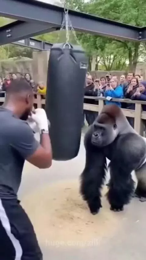 Gorilla showed him who's boss by ziik